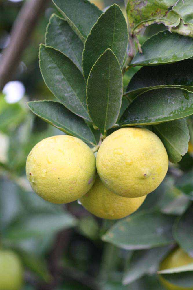              Fruit (Riverside, CA)       